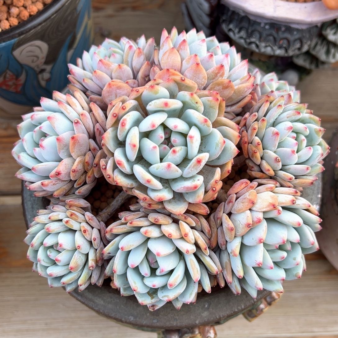 星星橙捧花多肉植物