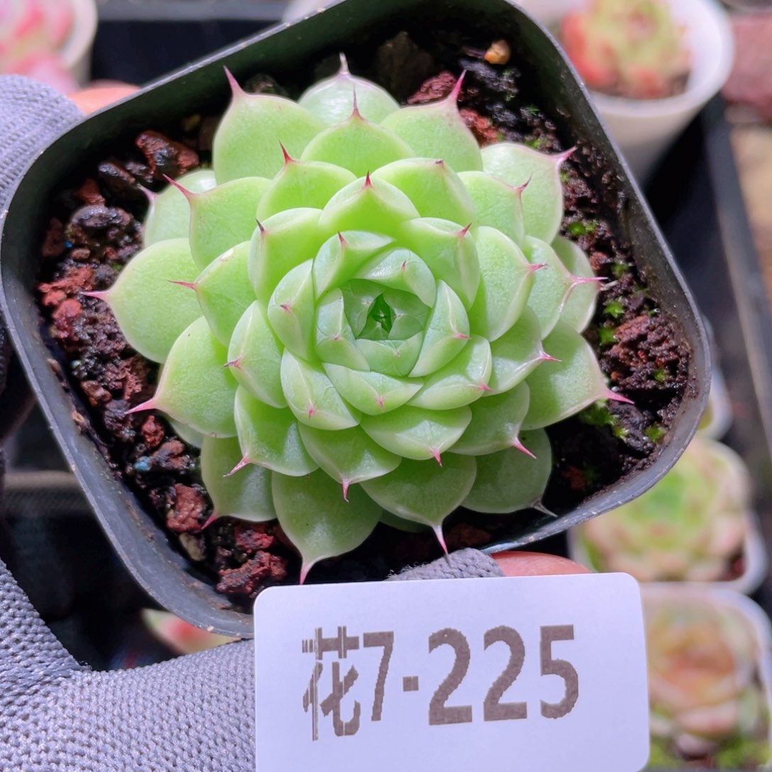 花利美 7-225海王