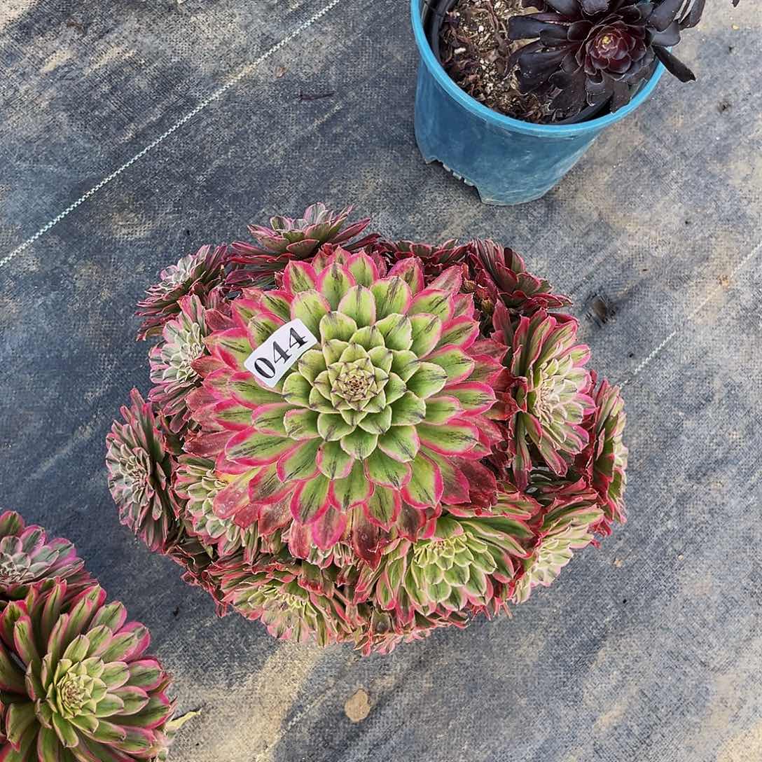 044糖果炮弹老桩宝塔造型福利价