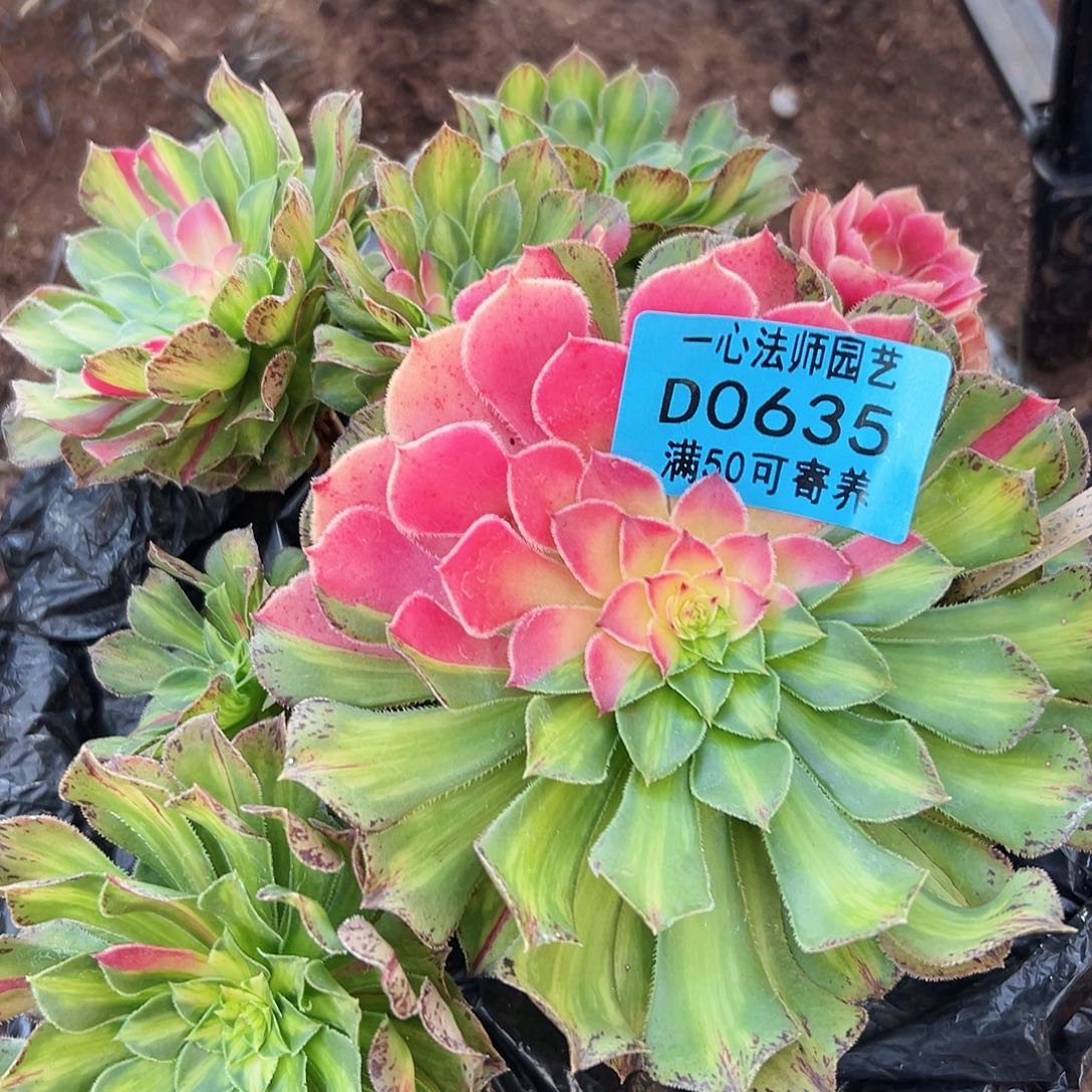 知否0635多肉植物多肉植物