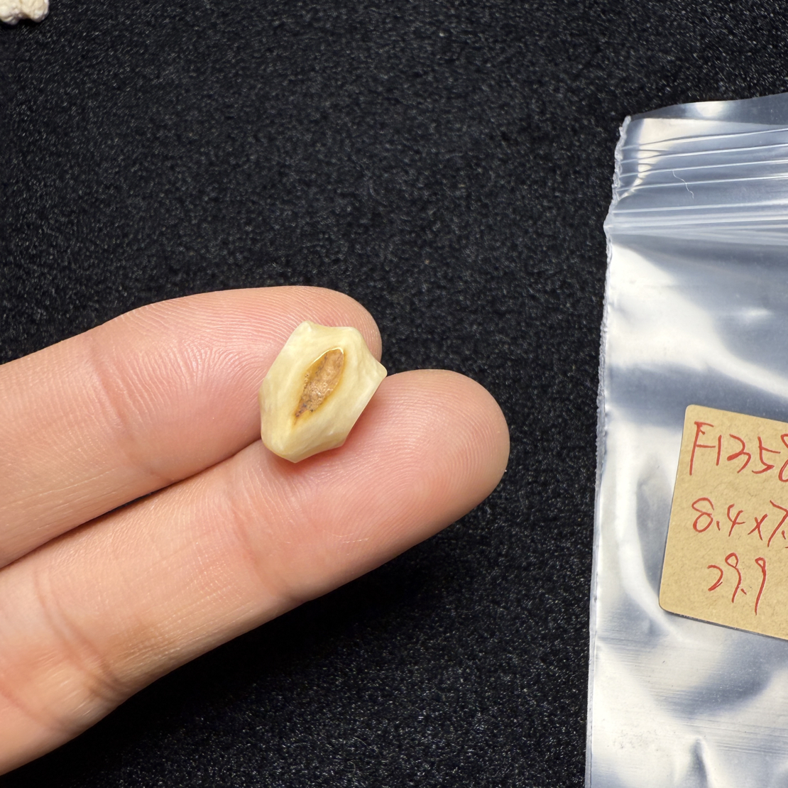 F1358猛犸象牙鲨鱼背三通尺寸8.4*7.9