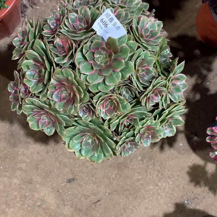 606莲花座多肉植物特价