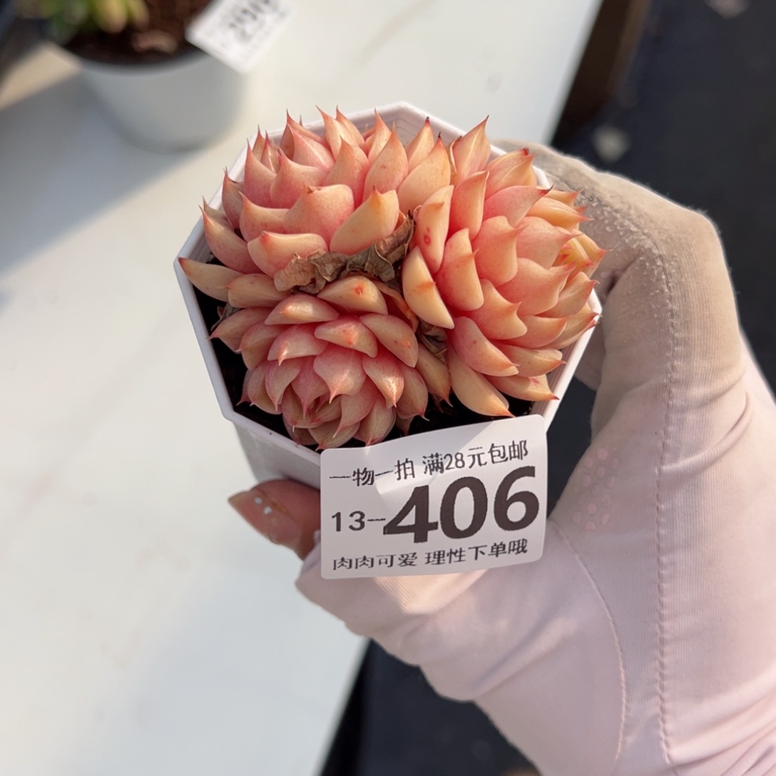 笨吧多肉多肉多肉多肉