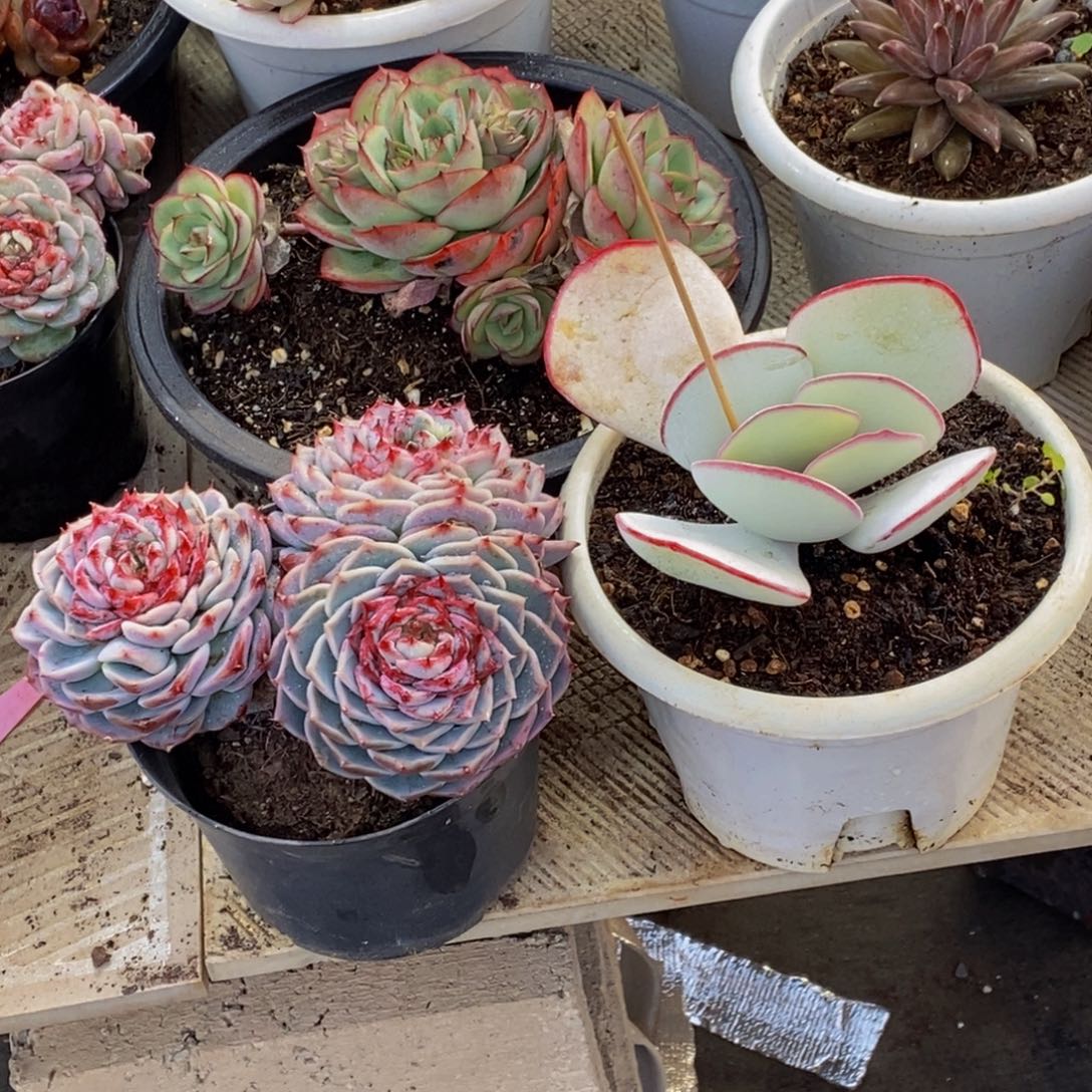 橙*姐48包邮一物一拍多肉