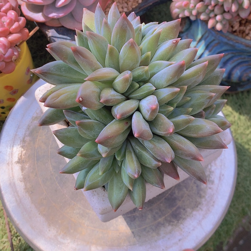 【闪购商品】彩虹重楼