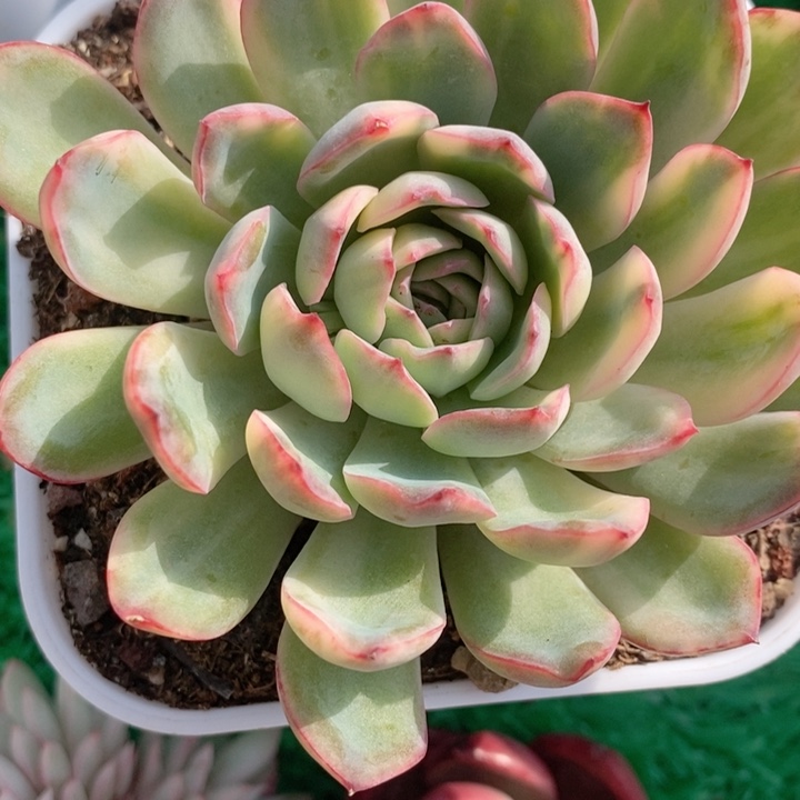 拉丝锦雨燕座锦多肉锦