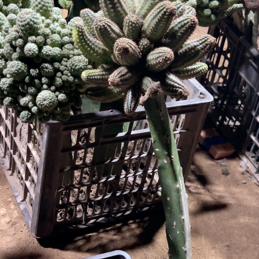 用***3紫丽莎 嫁接 群 无根