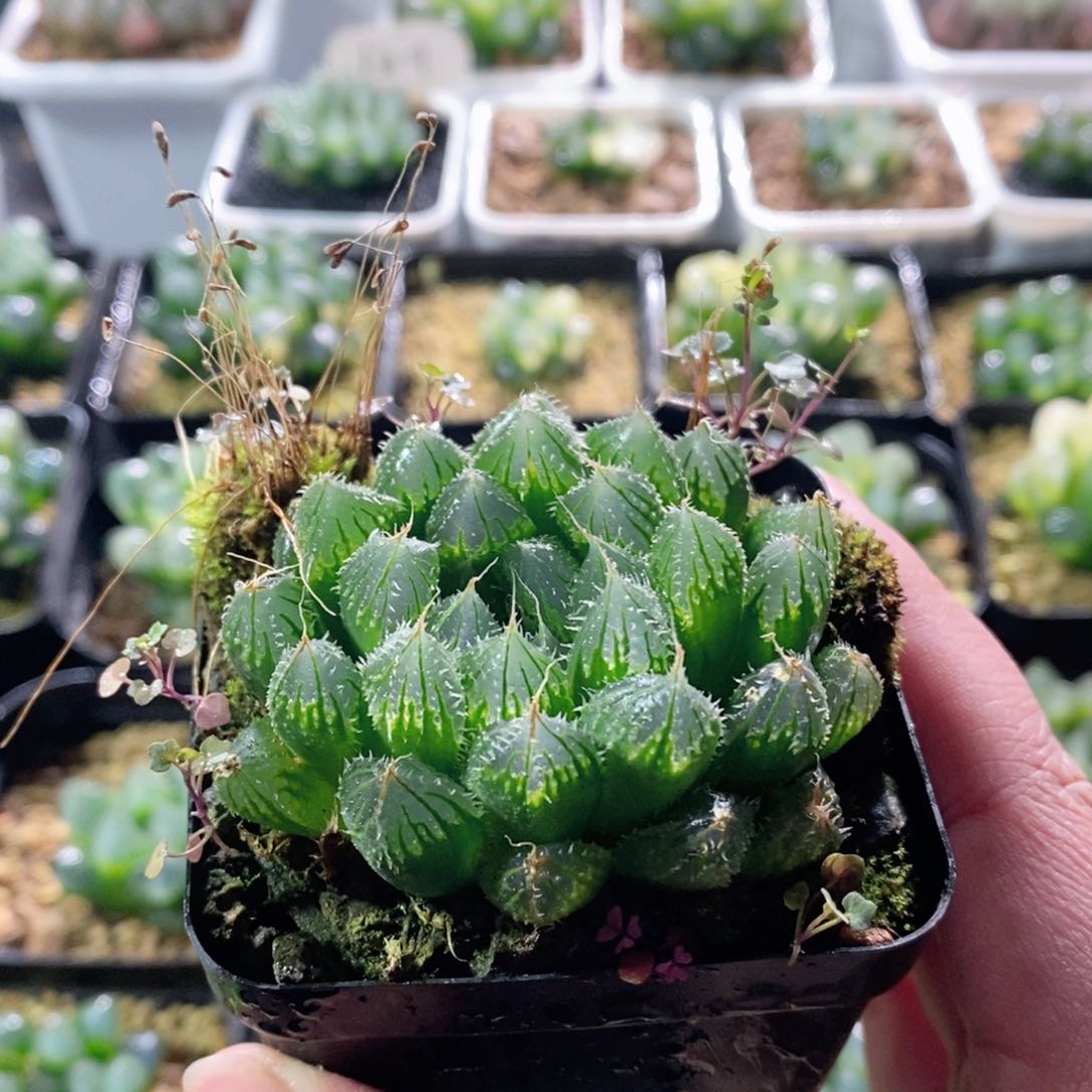 实生寿玉露多肉植物