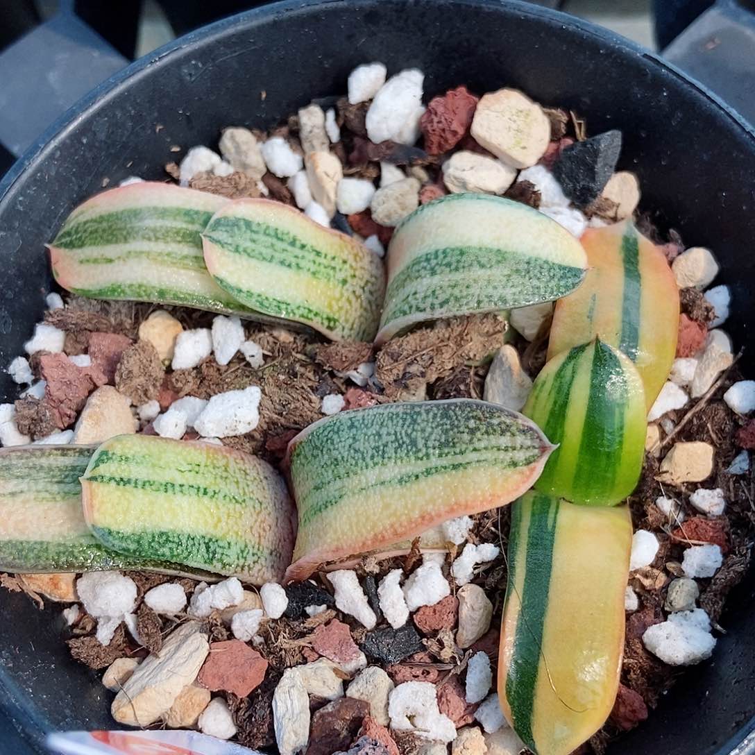 419两个转锦带盆发货