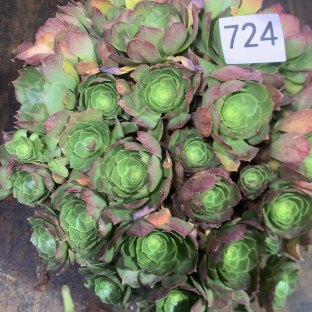 724万圣夜多肉植物