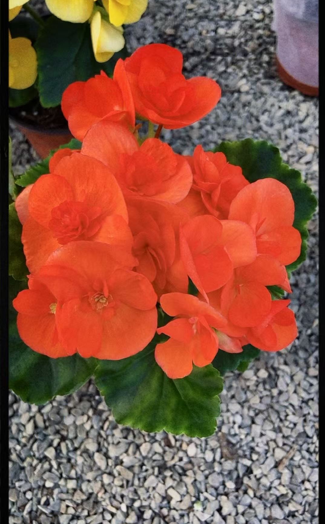 丽格海棠玫瑰海棠四季开花室内室外新手小白易成活