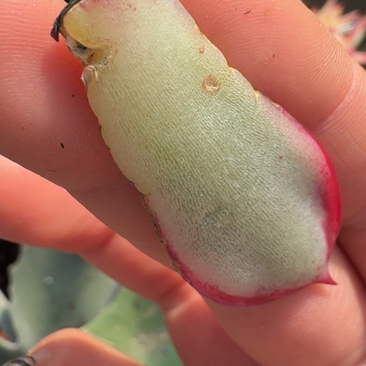 惊鸿叶片一物一拍