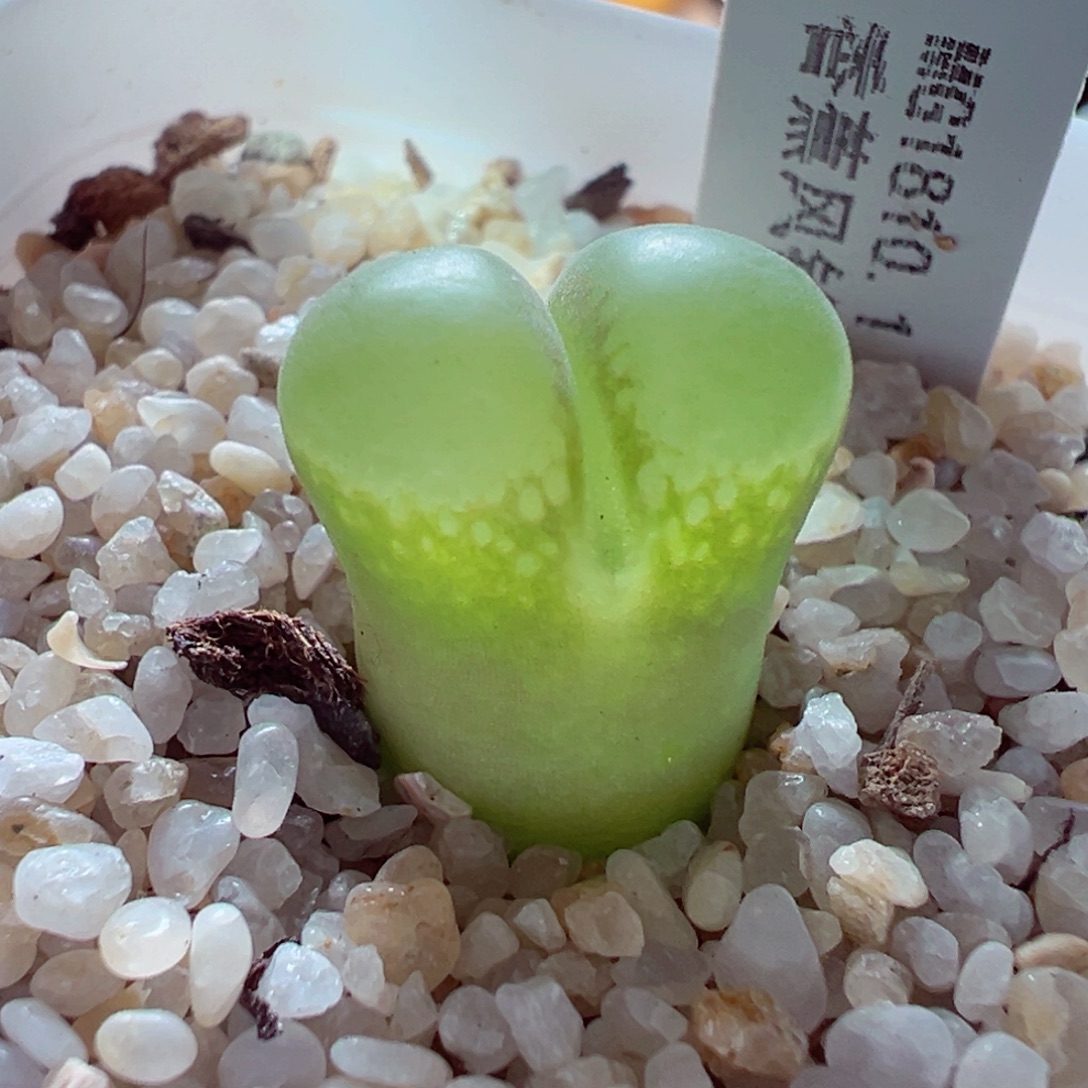 101-186多肉多日否认