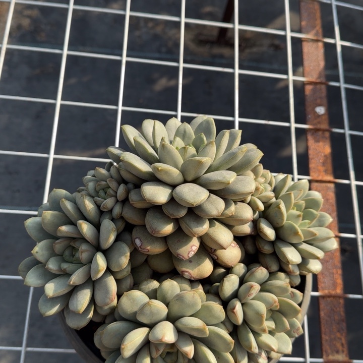 葡萄大群多肉植物绿植