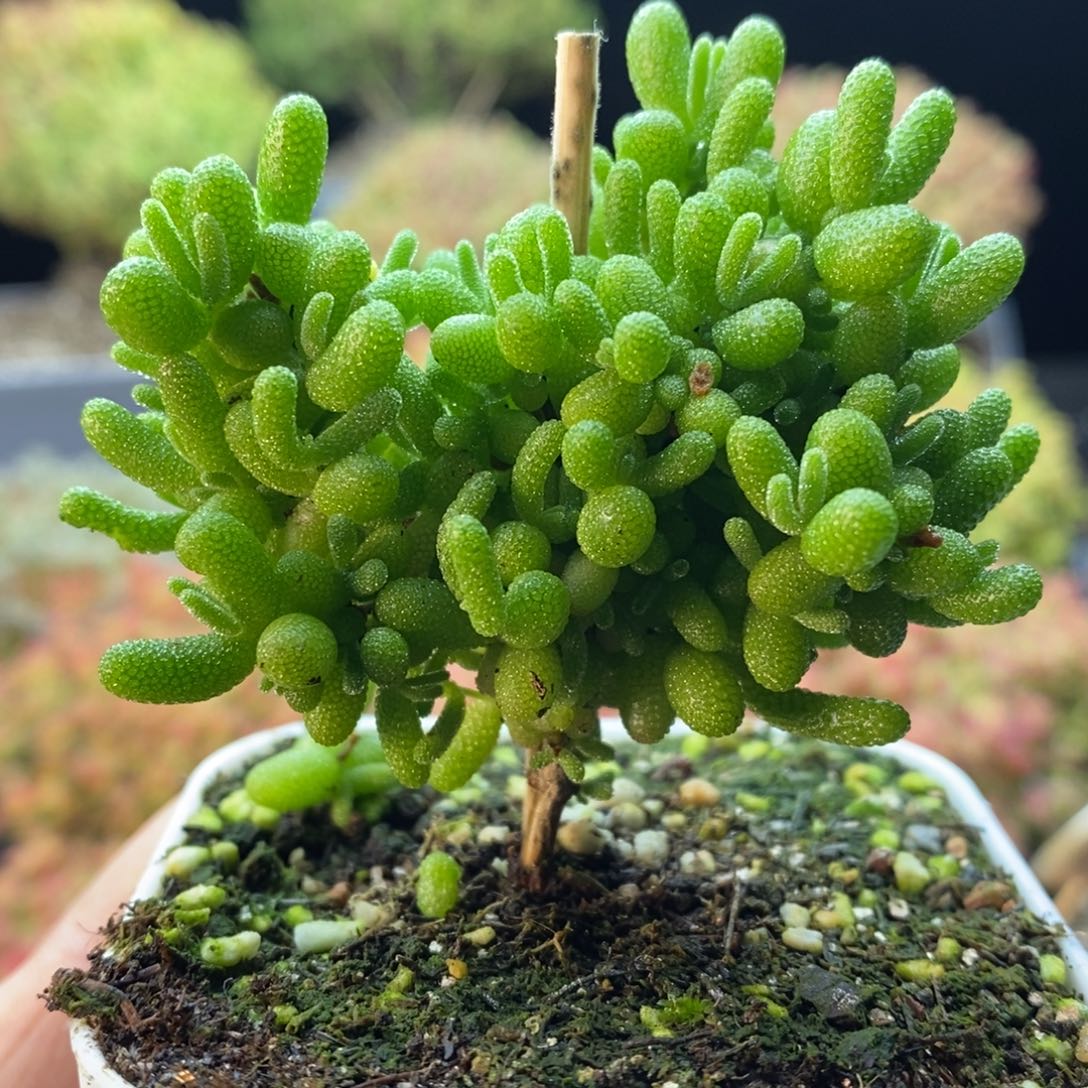 459蜜橘糖球。       