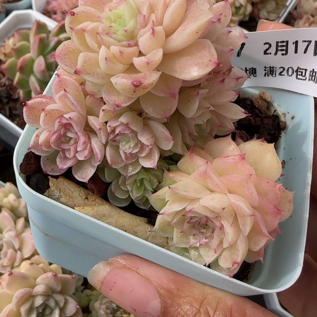 花语逸境0217-197散