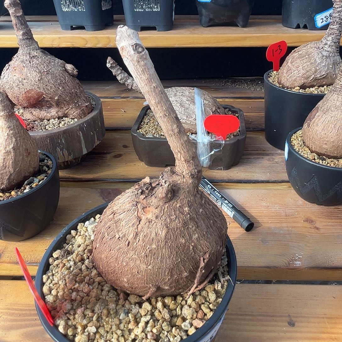 汤圆植物1-25奇艺油柑