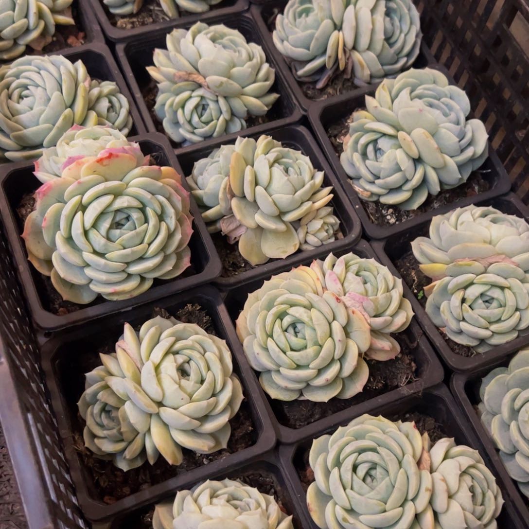 劳林双头起发多肉