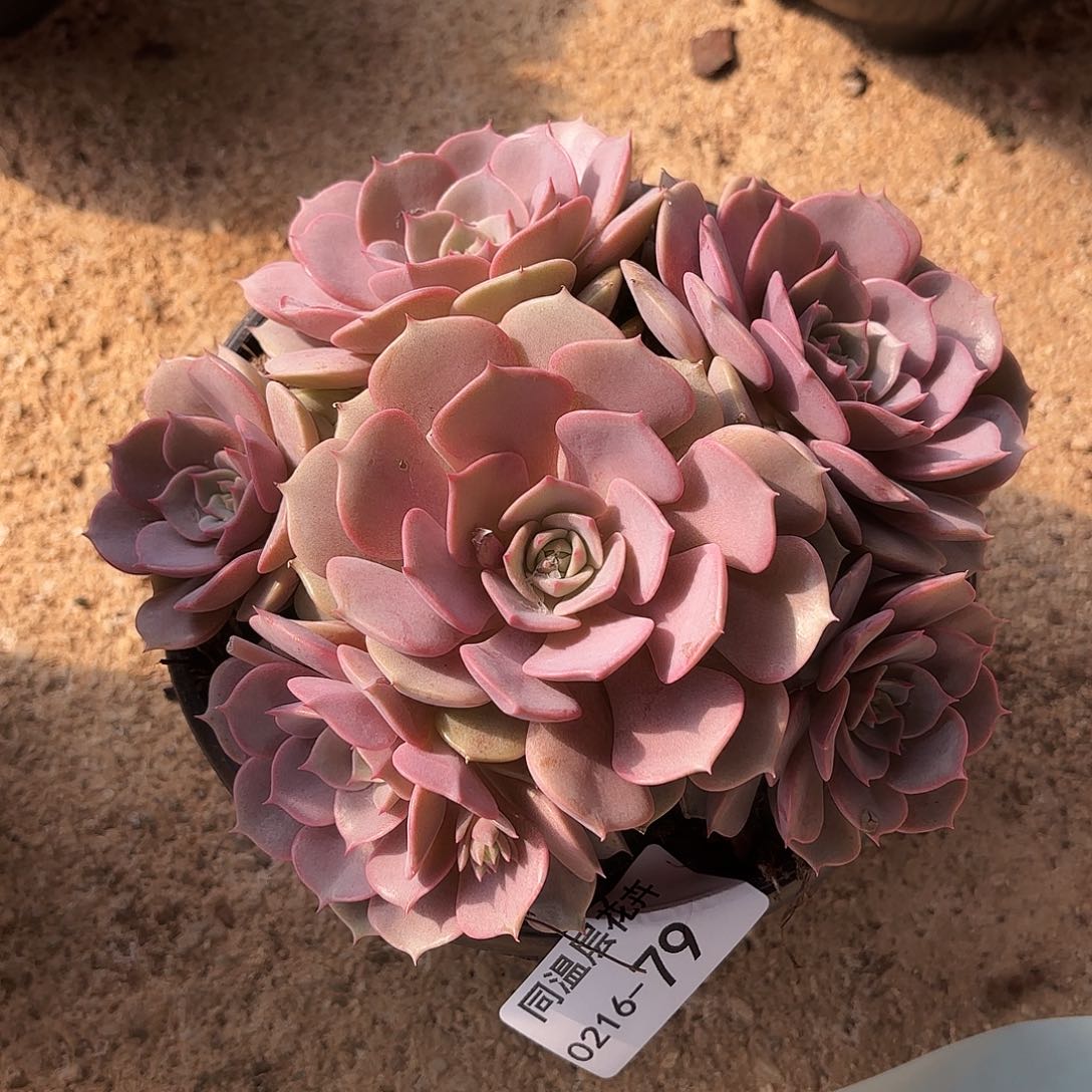 同温层多肉粉蝶79