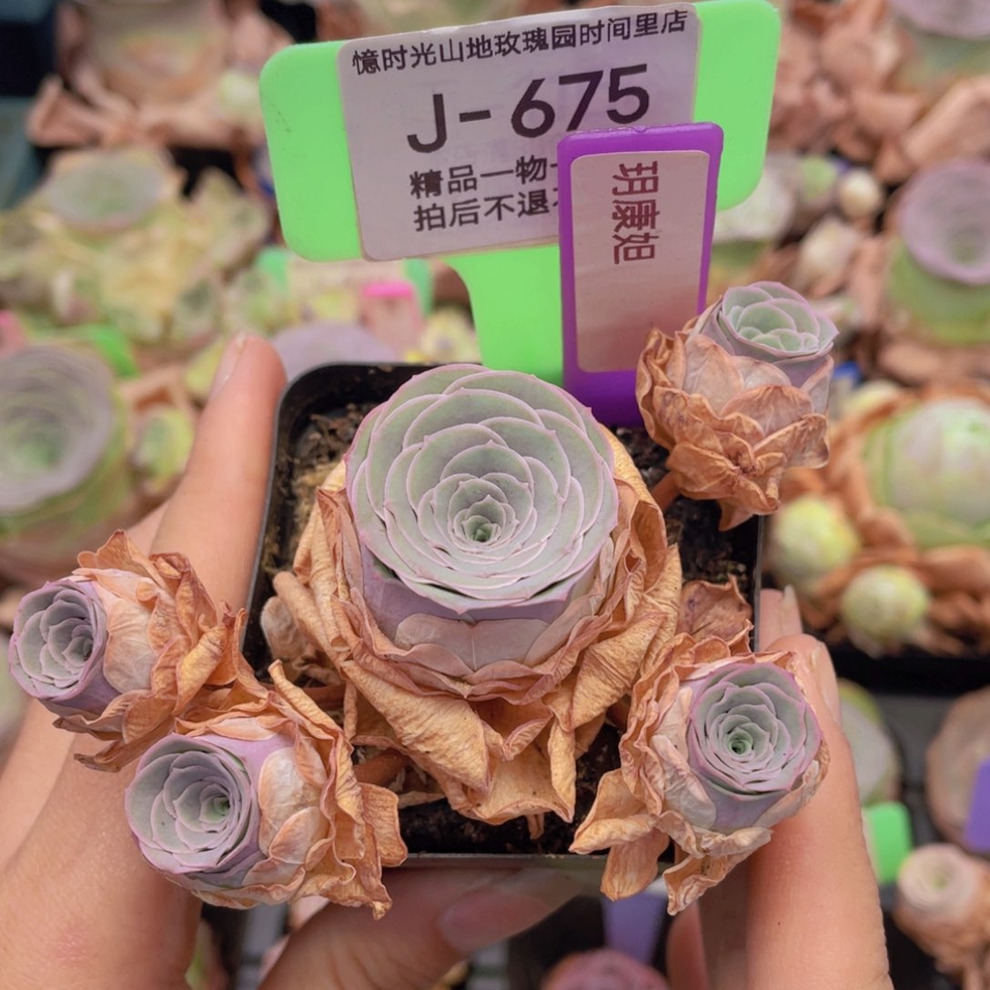 山地玫瑰玥康妲J675
