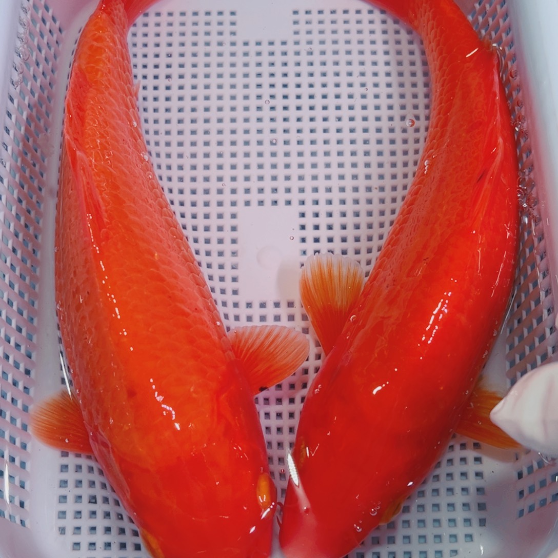 锦鲤锦鲤冷水鱼观赏