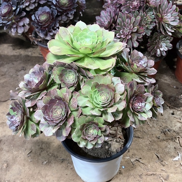 多肉植物花月夜27