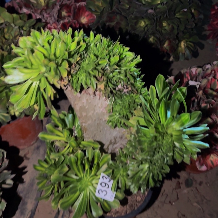 393夕颜多肉植物不售后