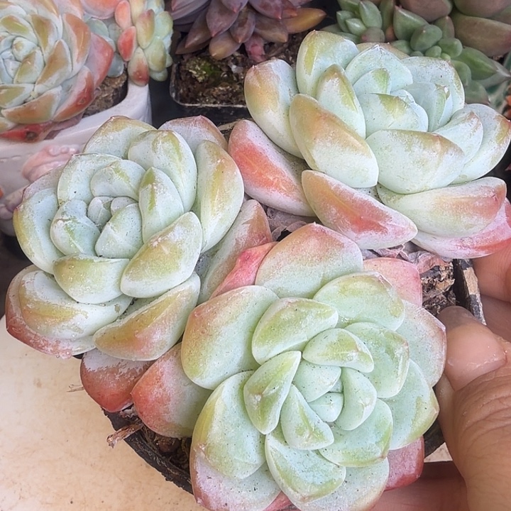 多头小冰玉多肉植物