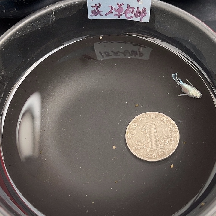 青鳉鱼球体2个74号