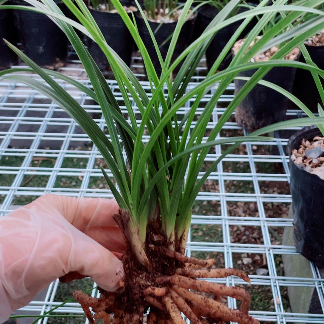 竹***行完全开放兰花来兰