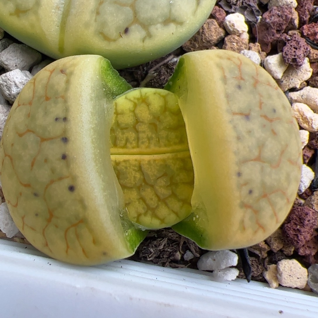 0147号绿荒 多肉植物