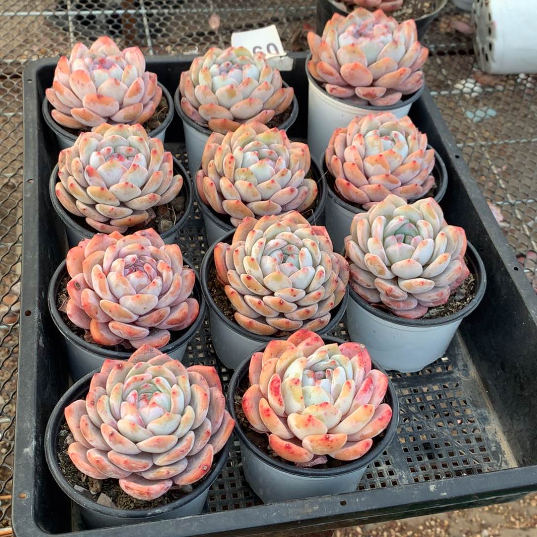 093橙子多肉植物组合