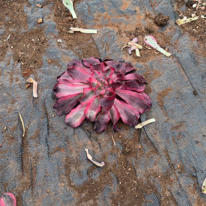 红魔魔女啊大猪头