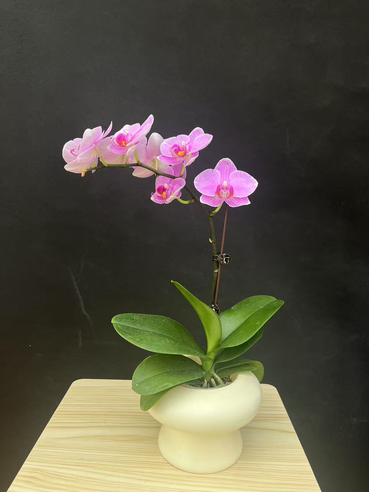 森境【紫霞仙子】蝴蝶兰（完全开花）