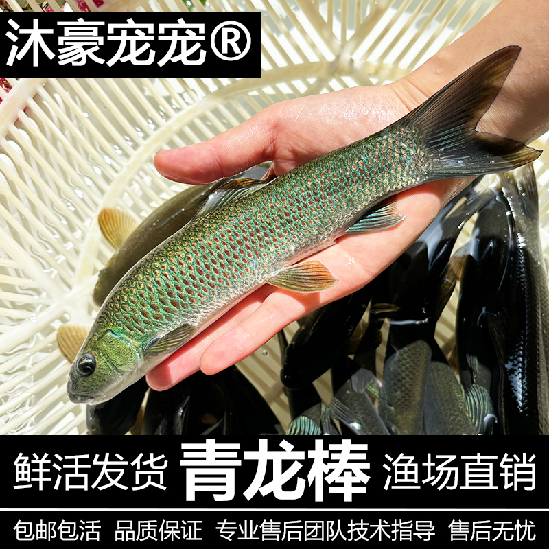 沐豪宠宠【青龙棒】华鲮鱼苗水花沉香鱼青衣鱼水花稀有淡水鱼苗水花