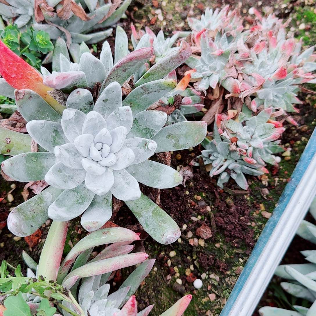 花***人6288贝拉苹果叶多肉