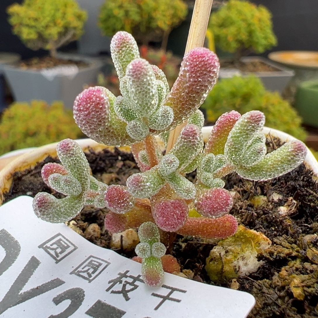 dy3767实生粉冰晶冠幅3cm