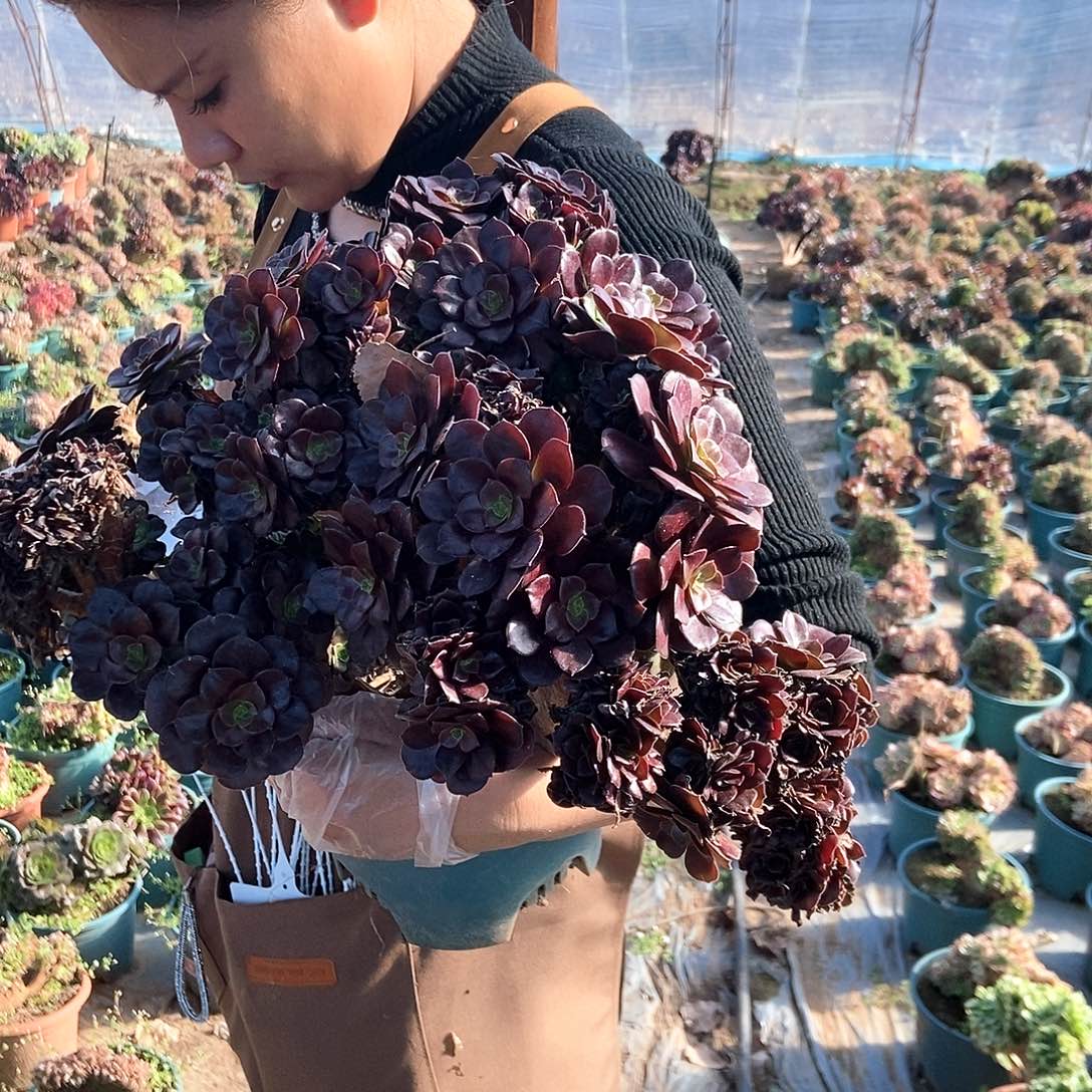 小***苽037欧紫啊阿啊阿啊阿啊