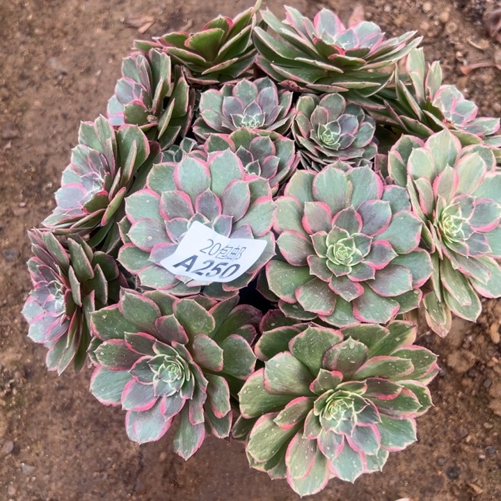 多肉植物250不售后