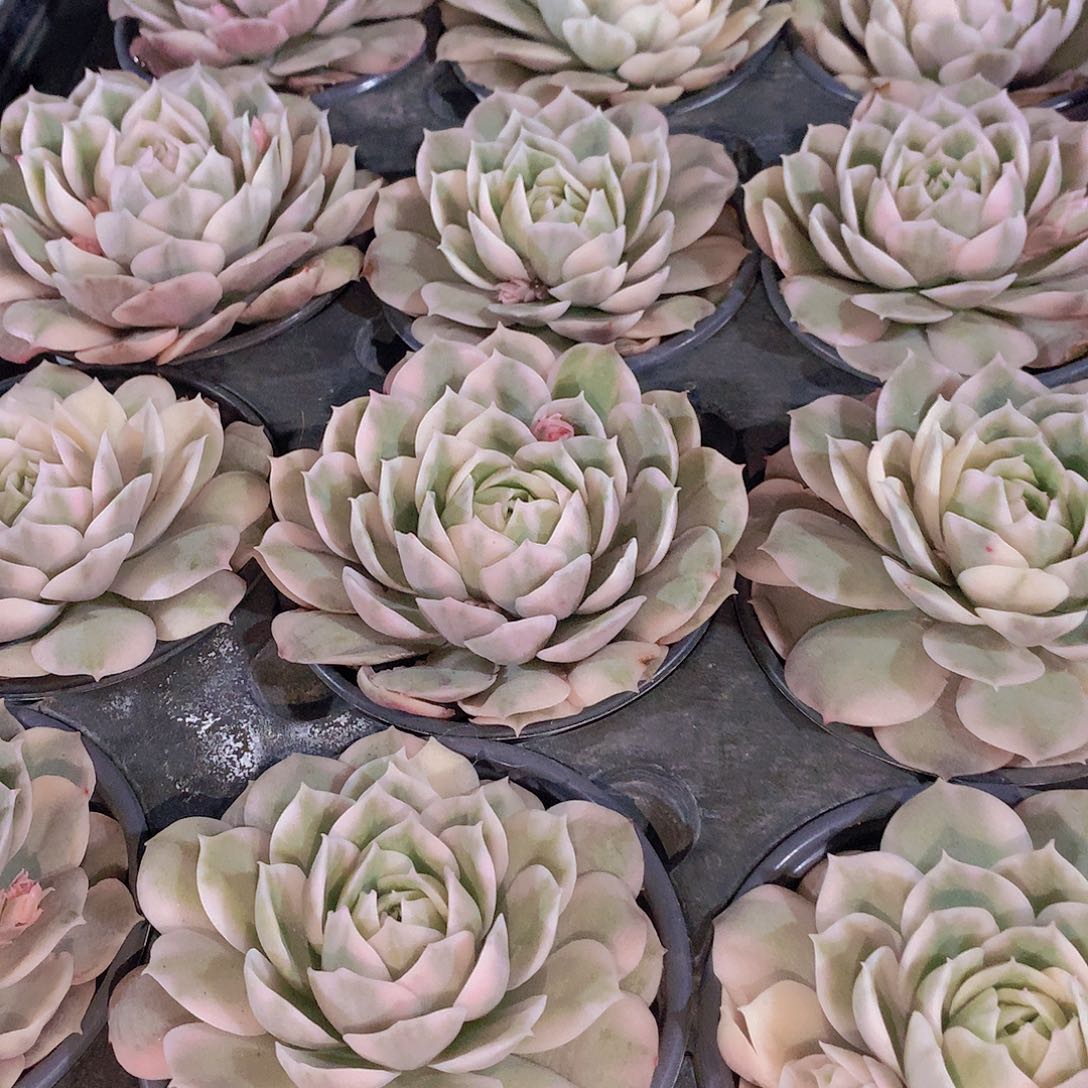 昂斯洛锦345778899900 