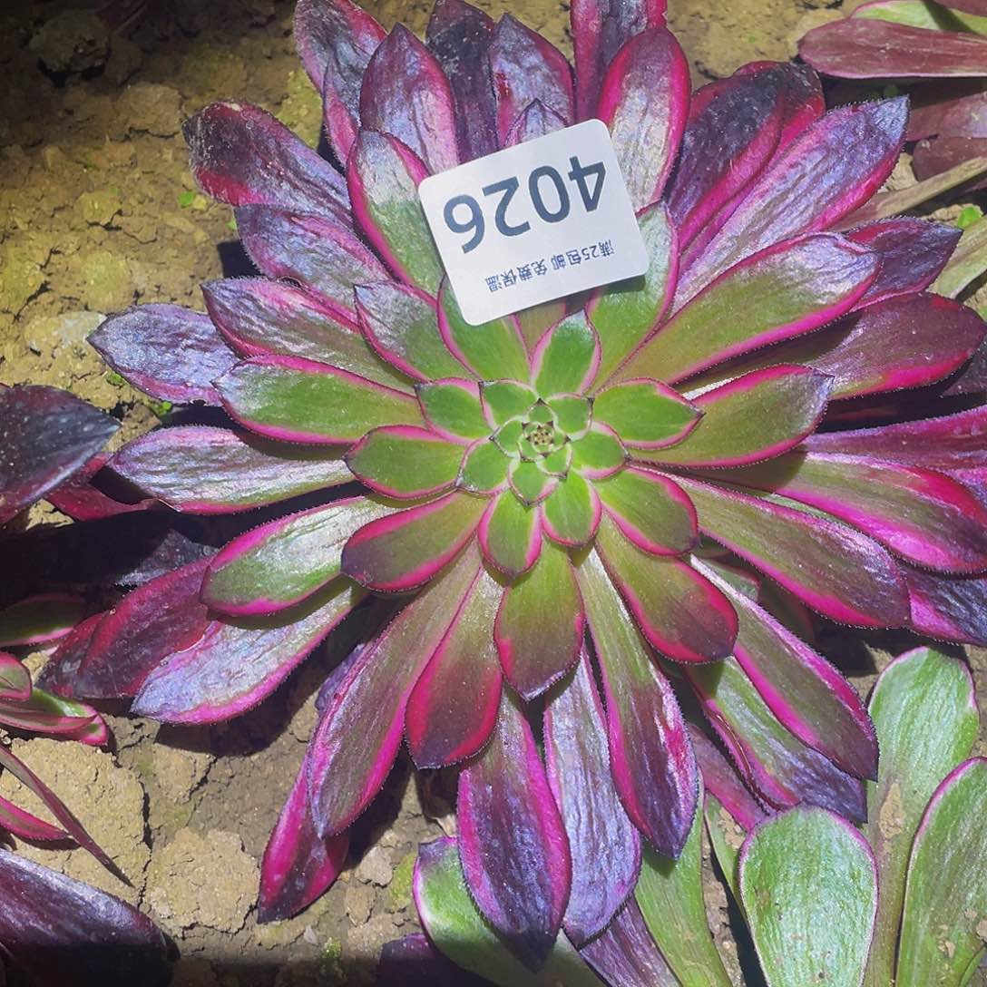 4026粉铜多肉植物