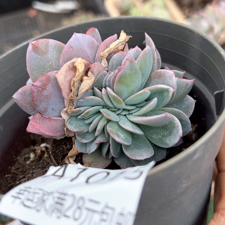 开*幸运的是我的朋友们