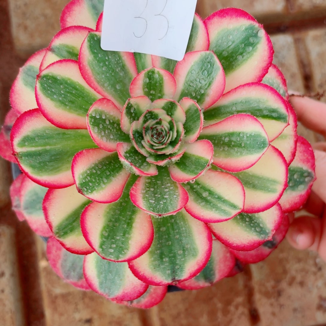 麦***。一物一拍多肉法师33