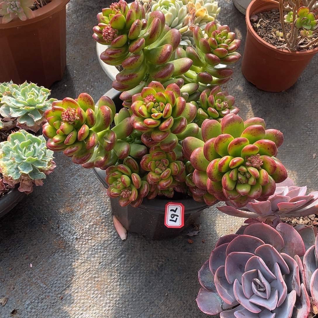 767松绿 一物一拍多肉