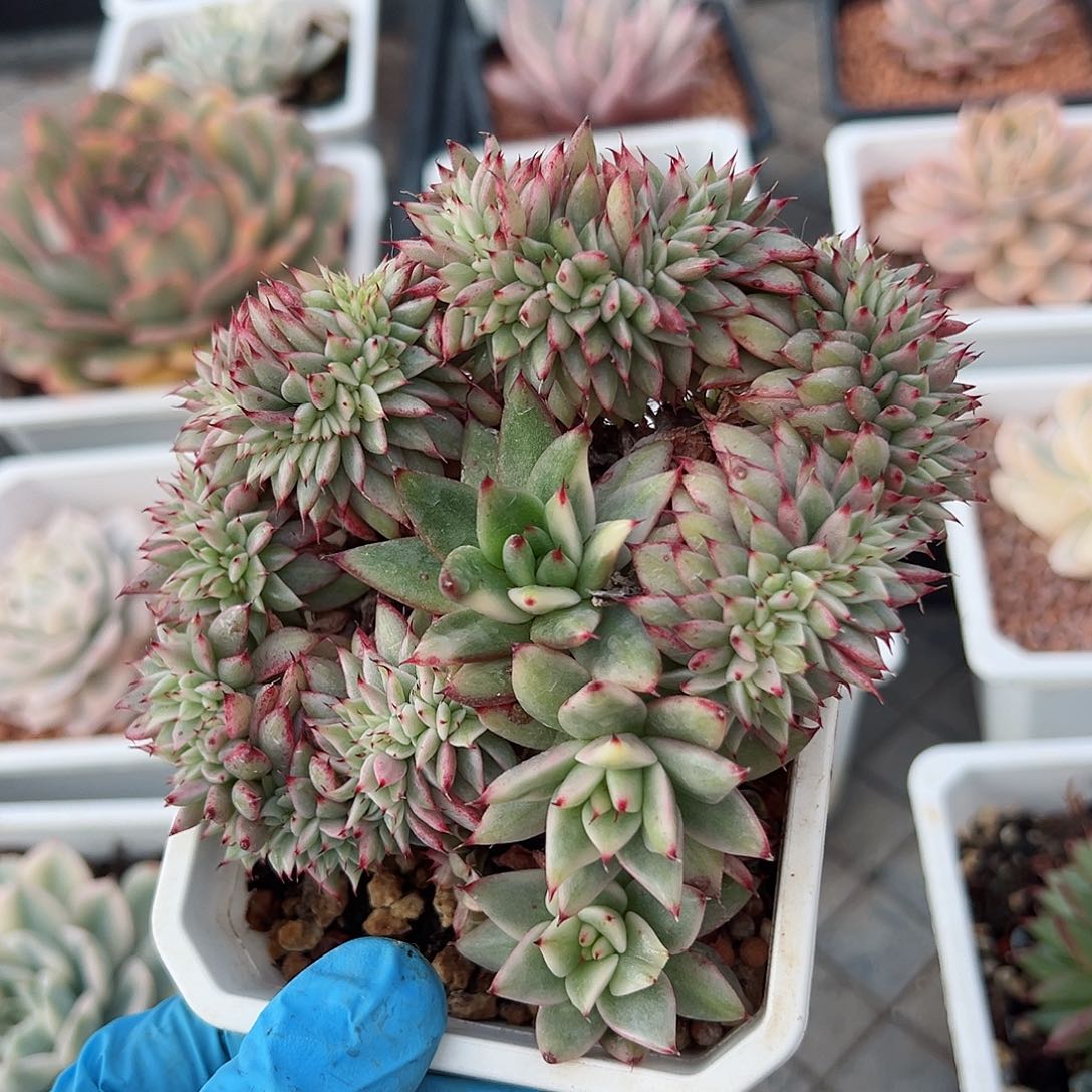 东云锦缀化，多肉植物