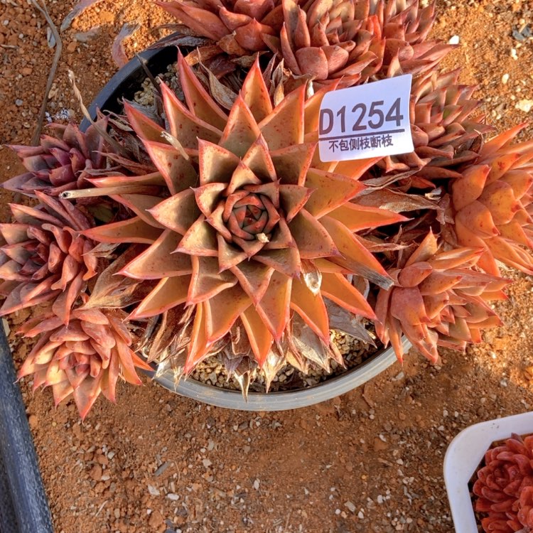 【闪购商品】不****叔1254多肉