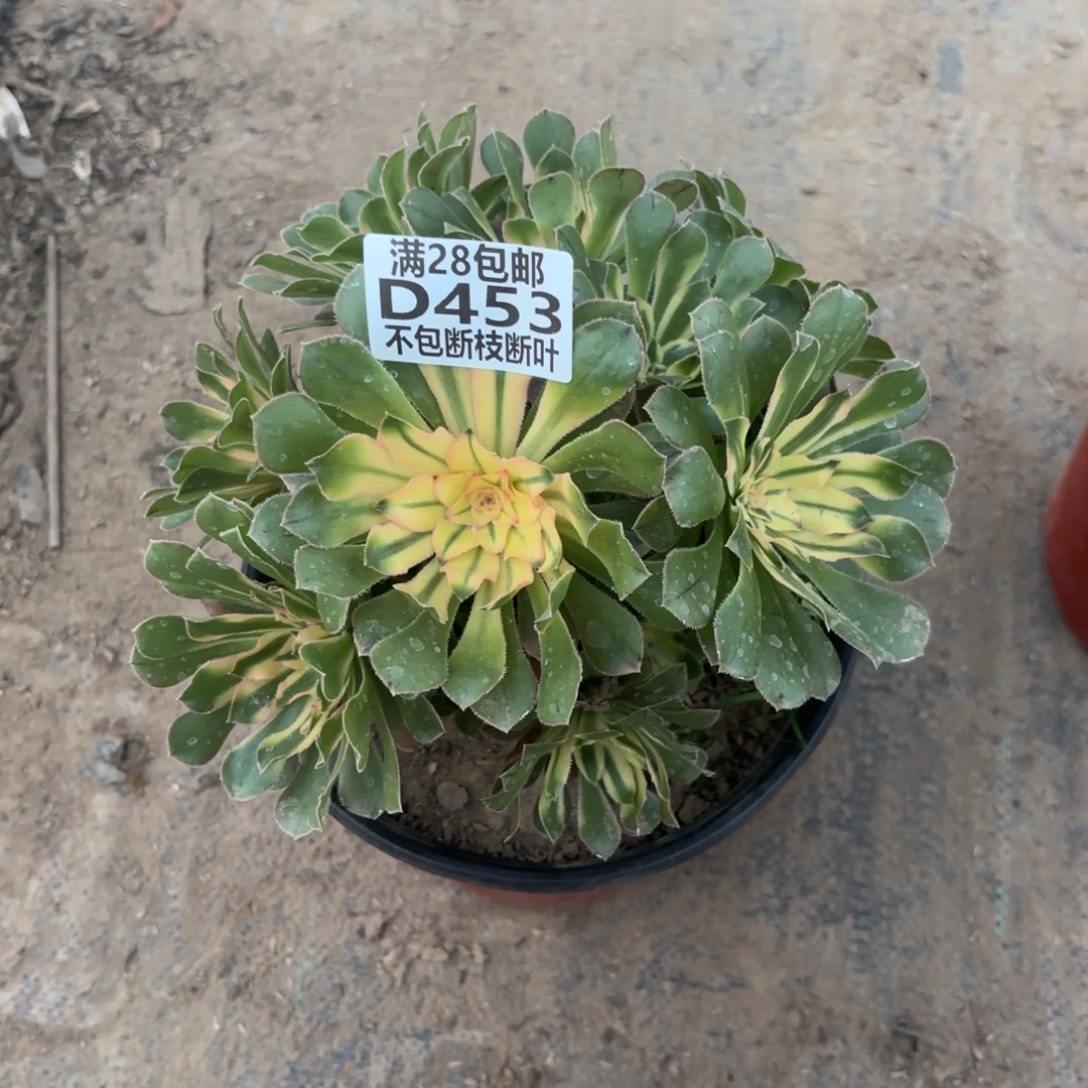 E. 453锦如云多肉122233