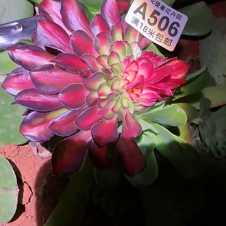 多肉法师花蝴蝶缀化