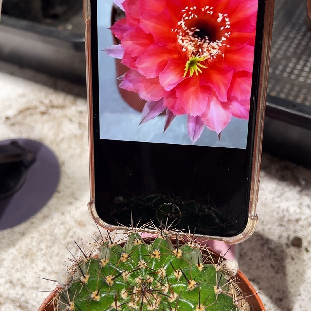 彩草108号6公分左右