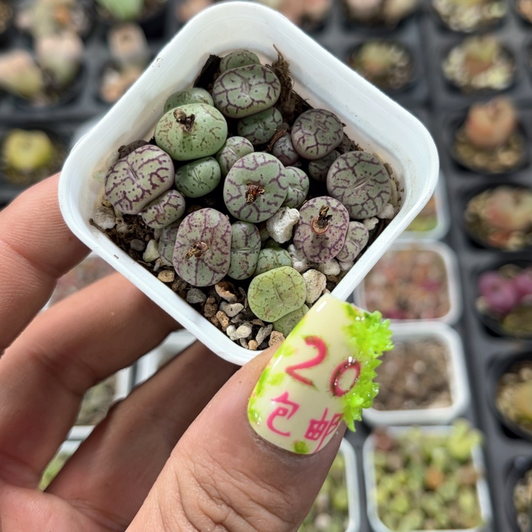 大清姬单盆发货有根发货